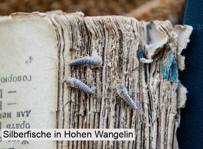 Silberfische in Hohen Wangelin